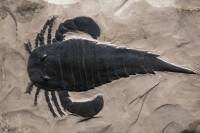 Eurypterus (scorpion de mer)